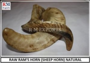Sheep-Horn-Natural-I-min-1.jpg